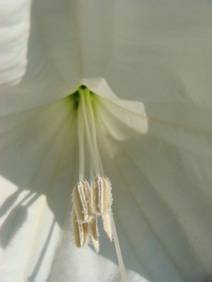 moonflower too