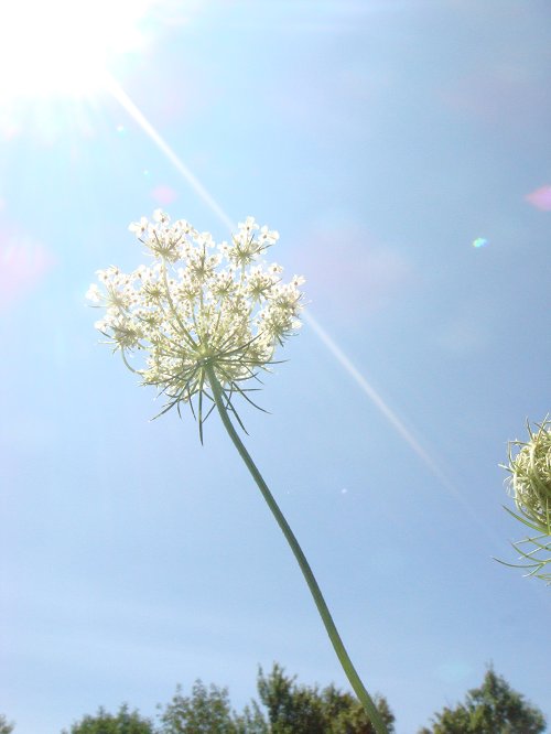 sun lace