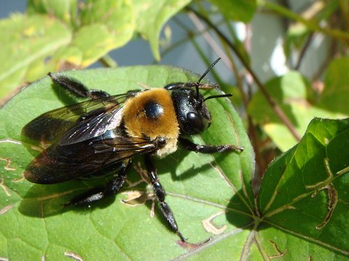 bzzzzz