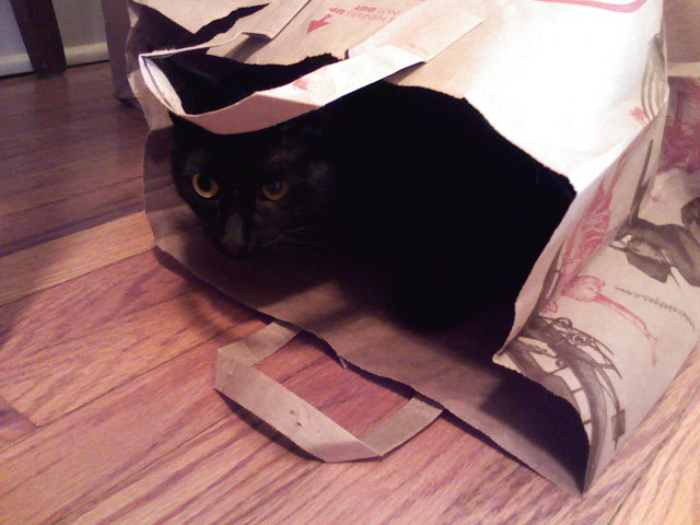bag kitty
