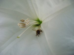 bee