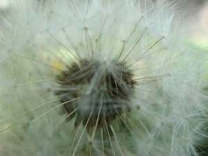 dandelion