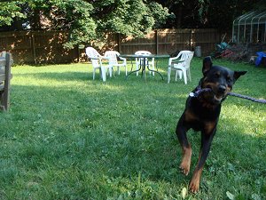 puppy1