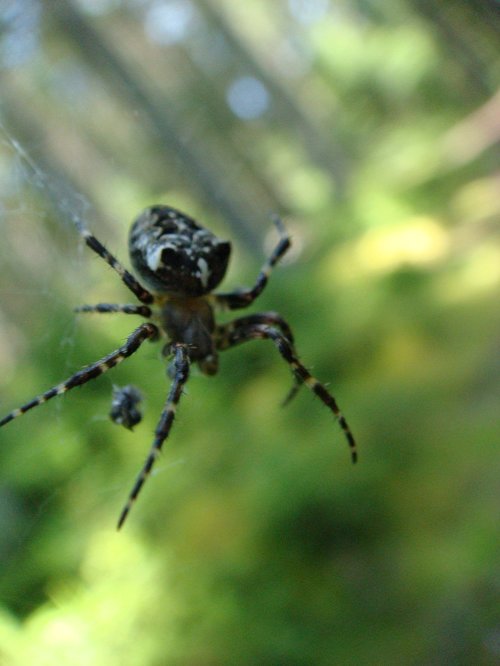 spider mine