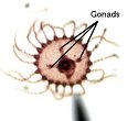 Medusacniderian