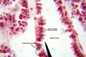 grantiacollar