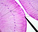 oviduct