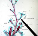 polypcolony