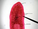 planaria