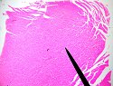 cardiacmuscle1