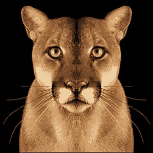 Cougar