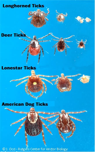 NJ Tick ID- Rutgers